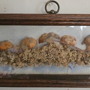 Signed 20s Antique  Preserved mushroom village Shadiwbox RARW
